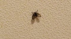 中国八岁女童狂吐活虫逾月